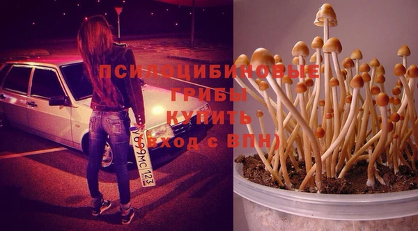 индика Абаза